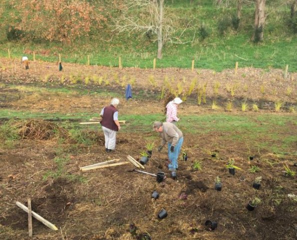 Going down the hillside 1. Cambridge Tree Trust